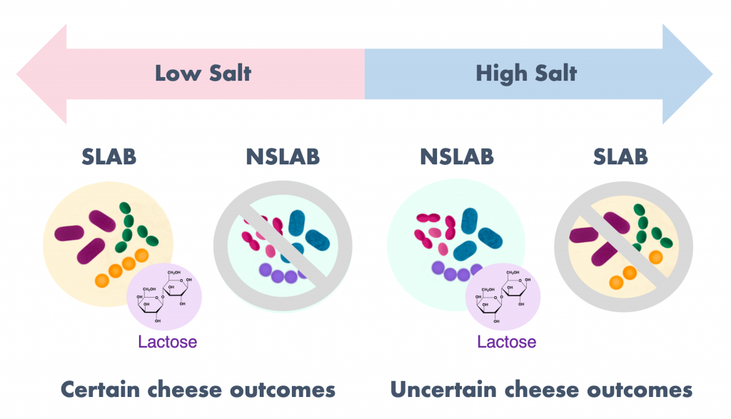 Effects of salt concentration on growth and utilization of lactose by SLAB and NSLAB and their impacts on cheese outcomes