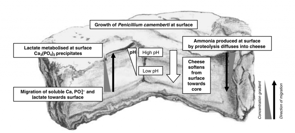 Image showing the changes that occur on camembert type cheese due to the growth of Penicillium camemberti at surface during ripening. Migration of soluble calcium and phosphate ions, and lactate towards the surface. Lactate is metabolised at surface and calcium phosphate precipitates. High pH at surface and low pH in centre. Ammonia produced at surface by proteolysis diffuses into cheese and cheese softens from surface towards core.