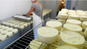 Image of ripening wheels of brie cheese