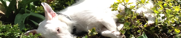 image: A white, wire-hair'd dog, a terrier, lies among grass and shrubs in a green, lush garden. His ears are pink. His eyes a squint. cc @marklipton 2014