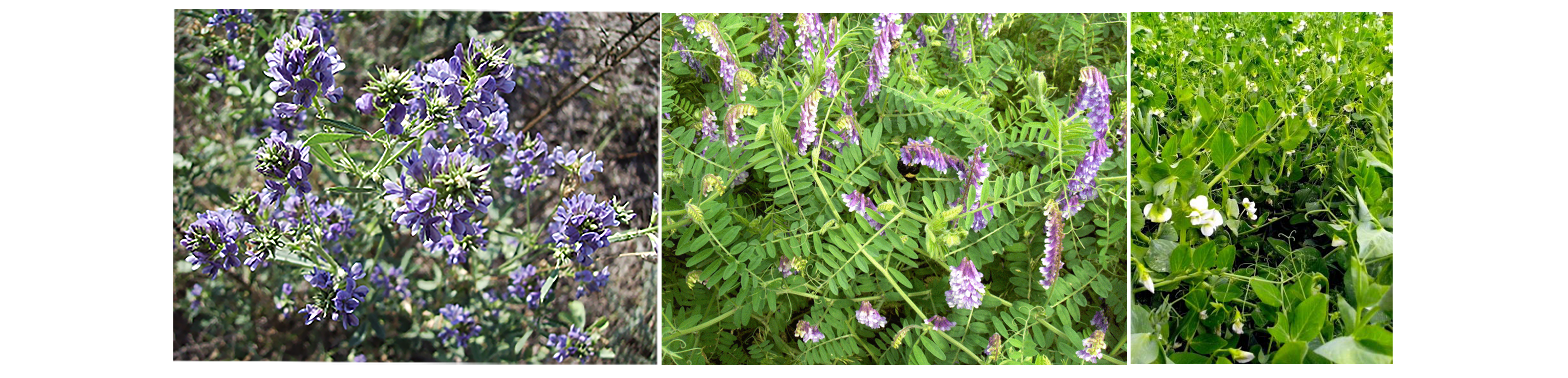 Pictures of flowers on alfalfa (purple), hairy vetch (mauve), and forage pea (white).