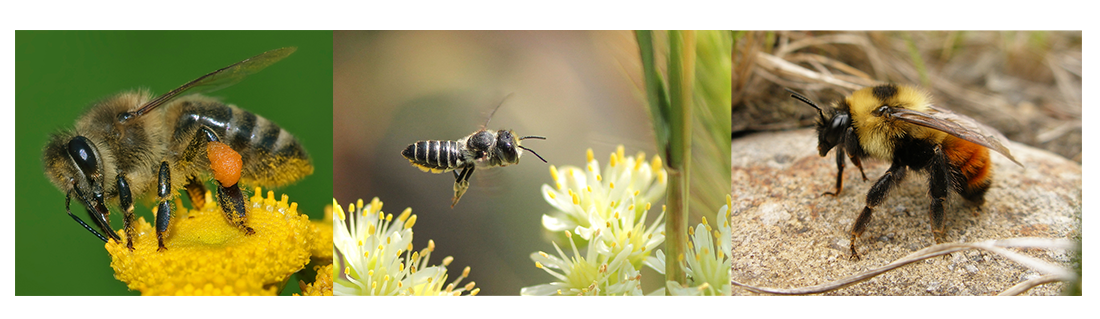 Images of a honey bee on a flower, a leafcutting bee flying to a flower, and a bumble bee