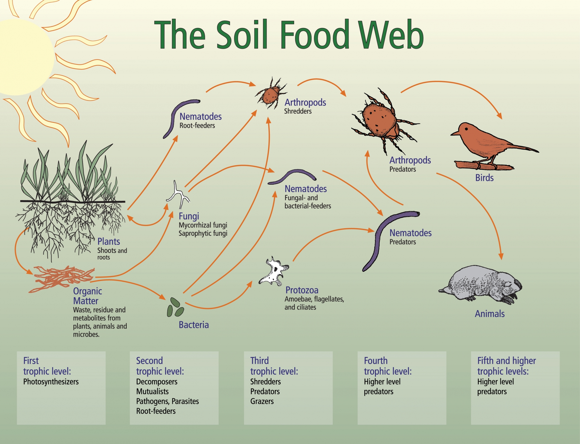 Soil food web with arrows showing relationships between organisms, plants, and organic matter