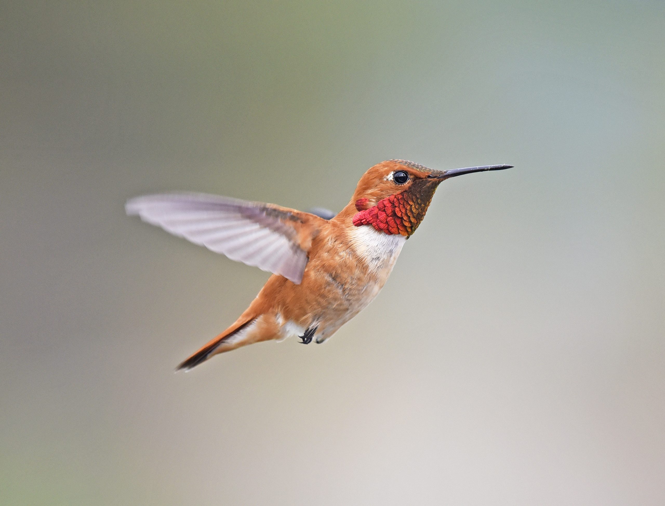 Picture of a Rufus hummingbird in flight