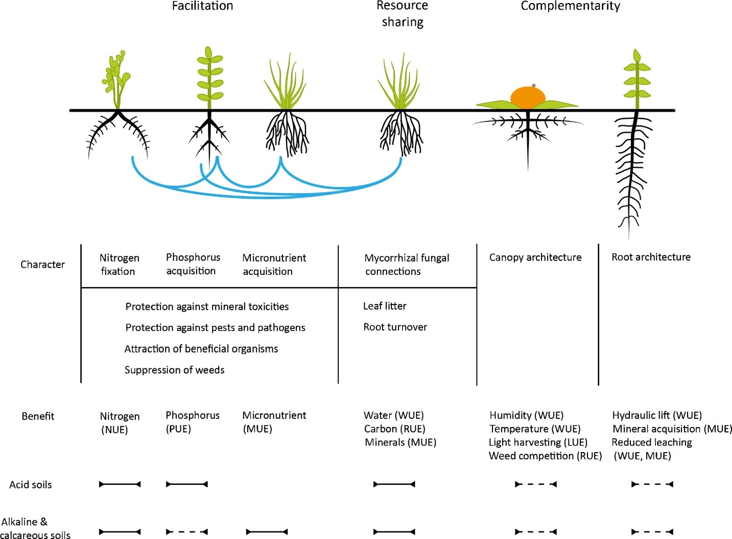 A figure of plant root structures, their benefits and the related favourable soil conditions.