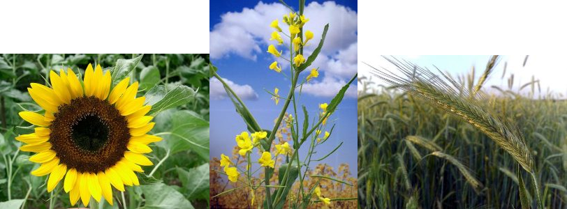 Pictures of 3 grain flowers; sunflower, canola and ryegrass