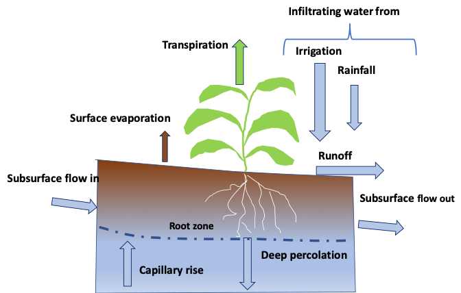 Diagram of a plant in soil with arrows showing the ways water moves in the root zone.