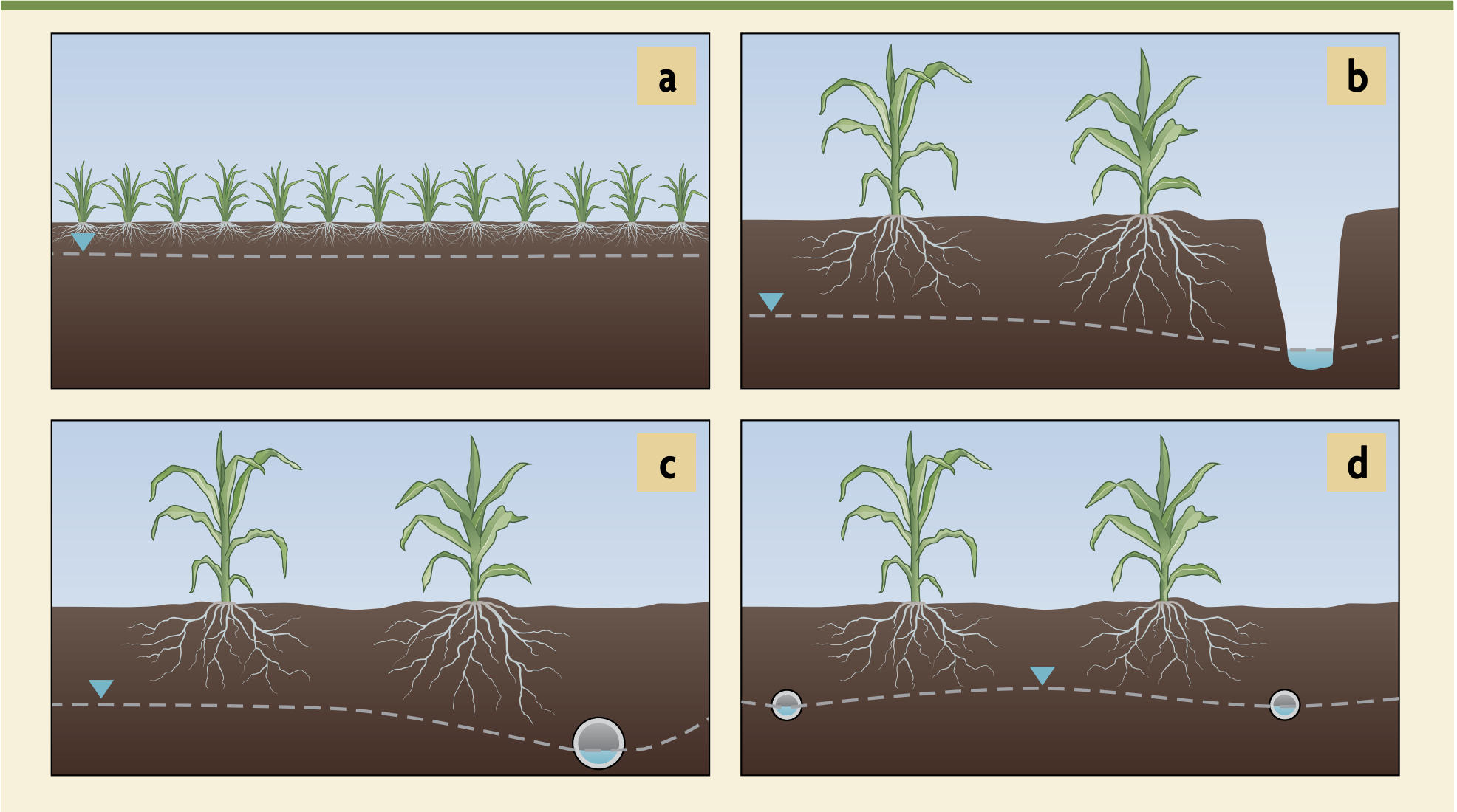 Four pictures demonstrating the levels of root drainage of corn plants.