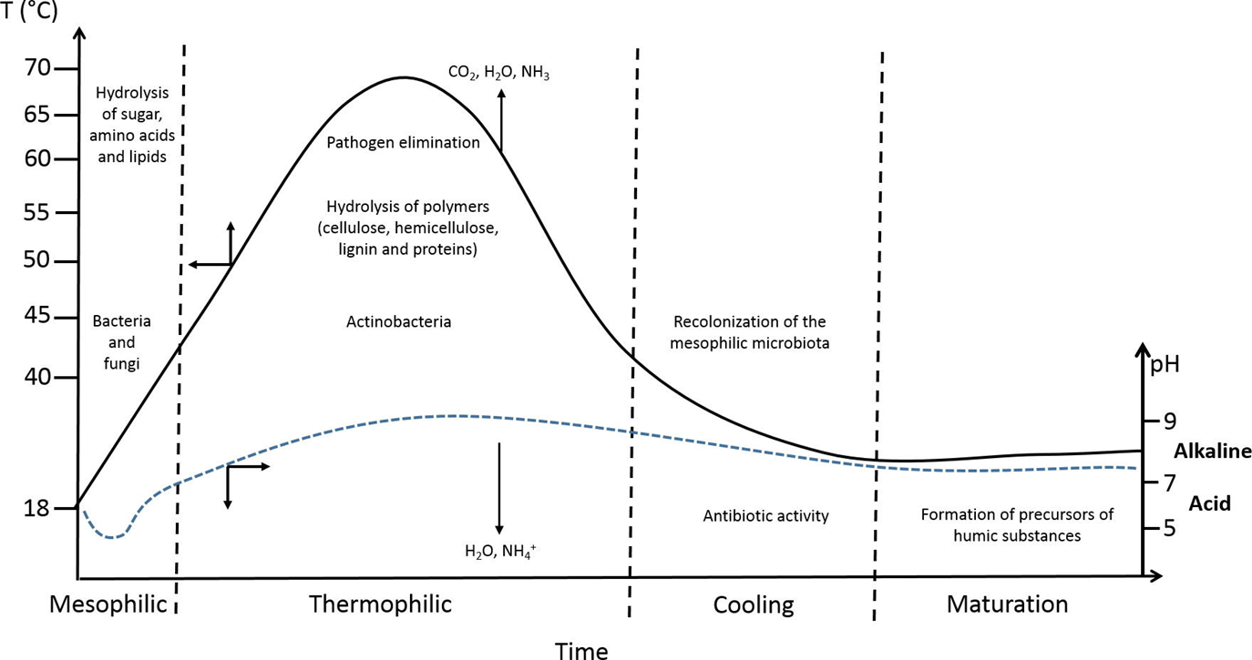 Graph of the compost process with the change in temperature and decomposing organisms over time.