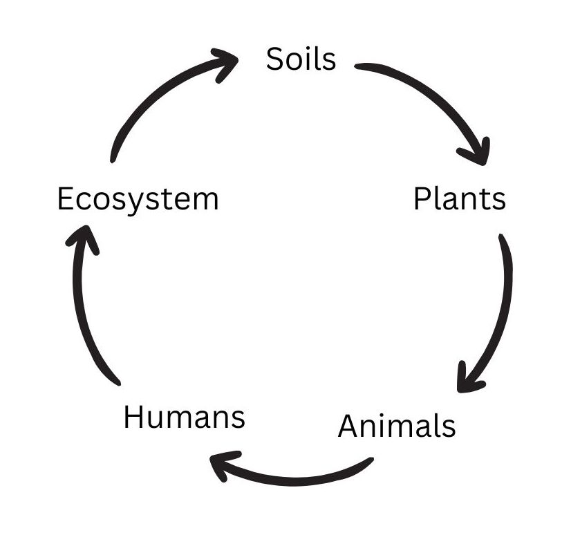 Circular flow chart where soils, plants, animals, humans, and ecosystem are connected with arrows.